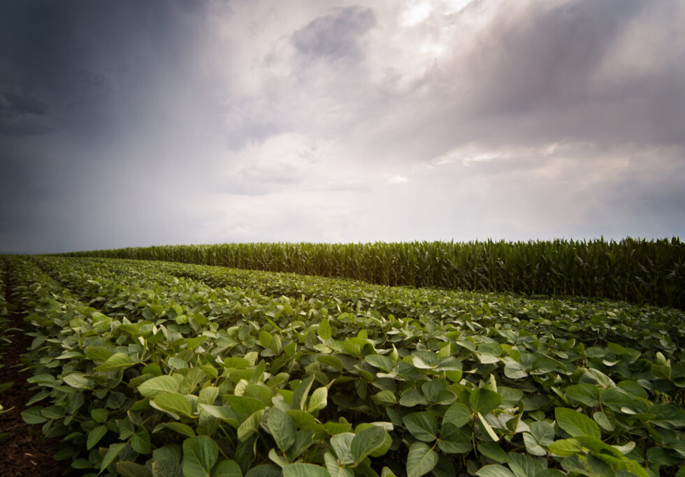 Naig: Heat, timely rain shaping Iowa crops