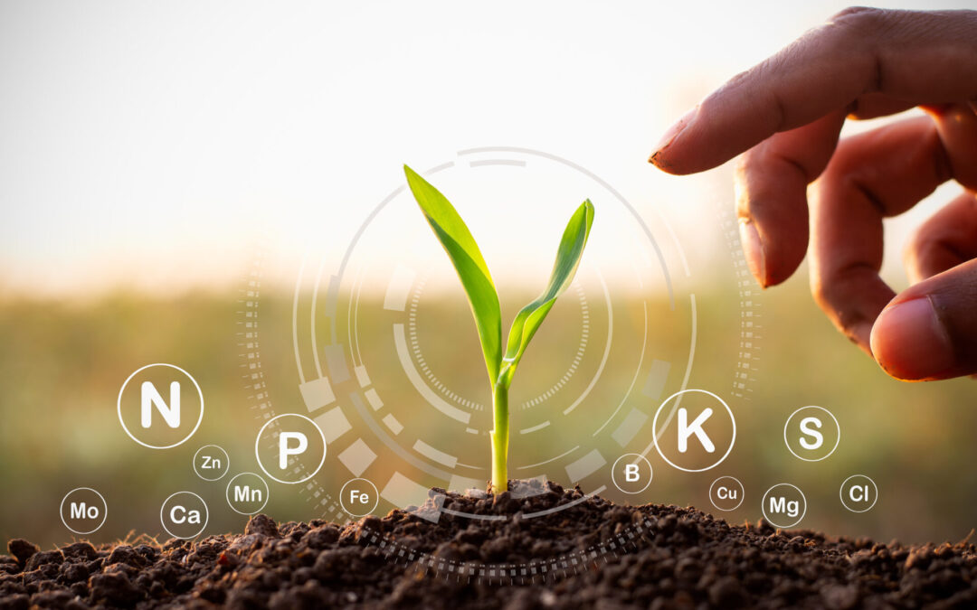 Nitrogen response clear, profitability still the question