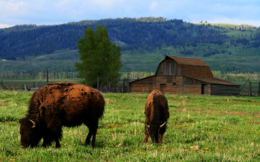 U.S. bison industry gains access to key overseas markets