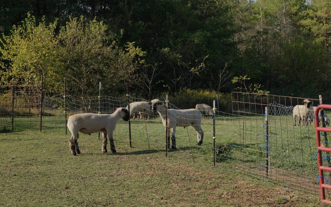 Tariffs pressure sheep industry, but opportunities remain