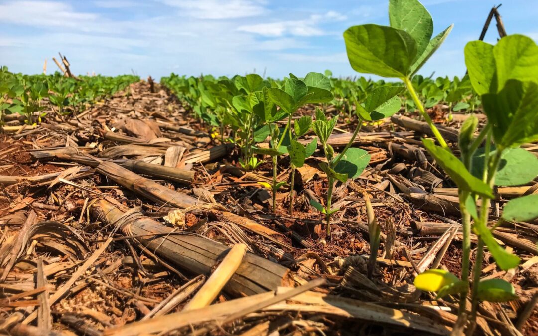 South American Weather and Crop Update (10-7-25)