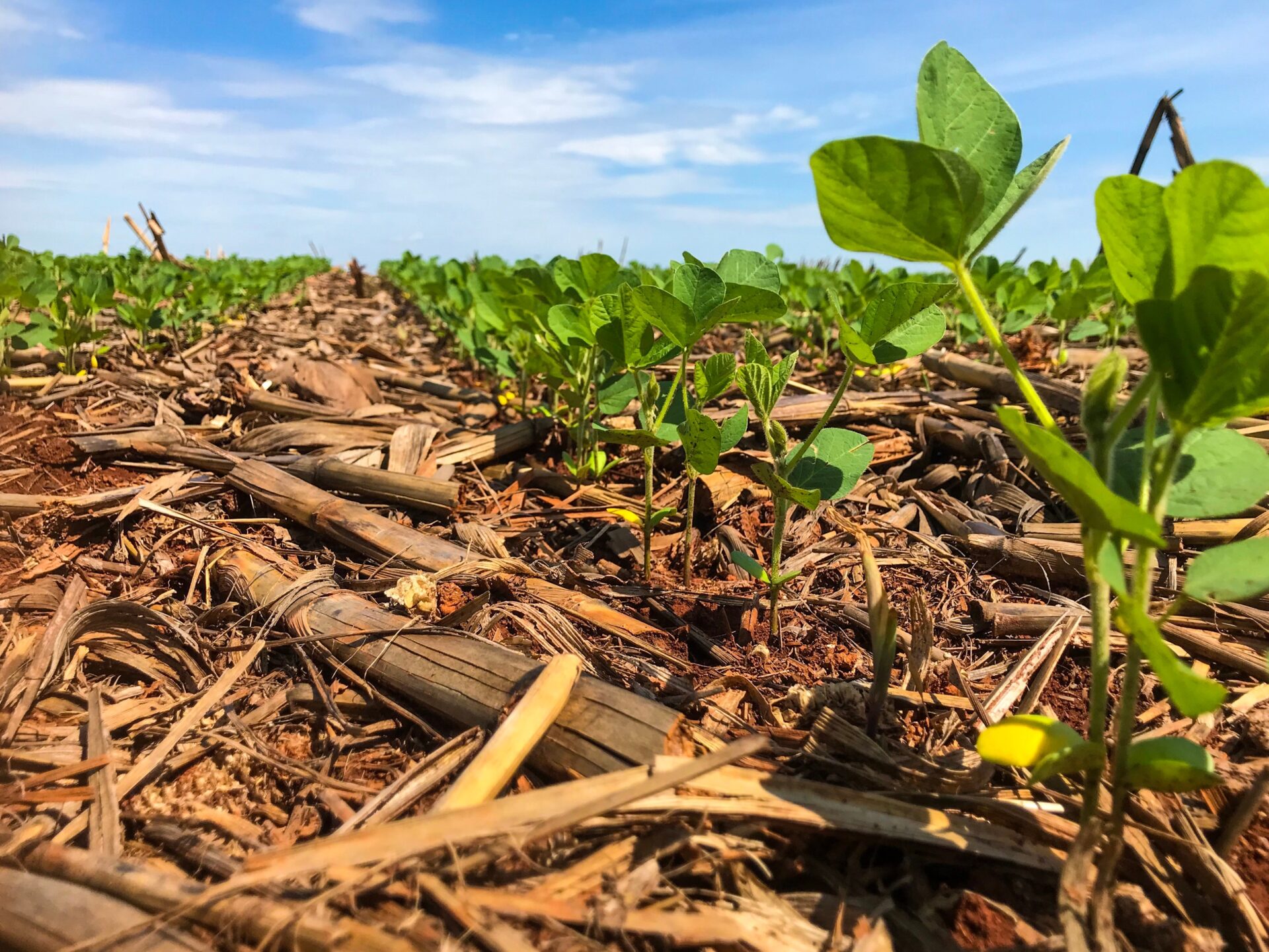 Brazil-soybean-planting