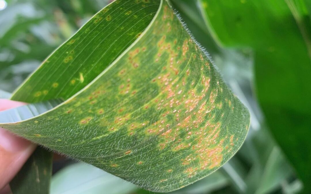 Corn farmers are seeing the effects of Southern Rust as they harvest