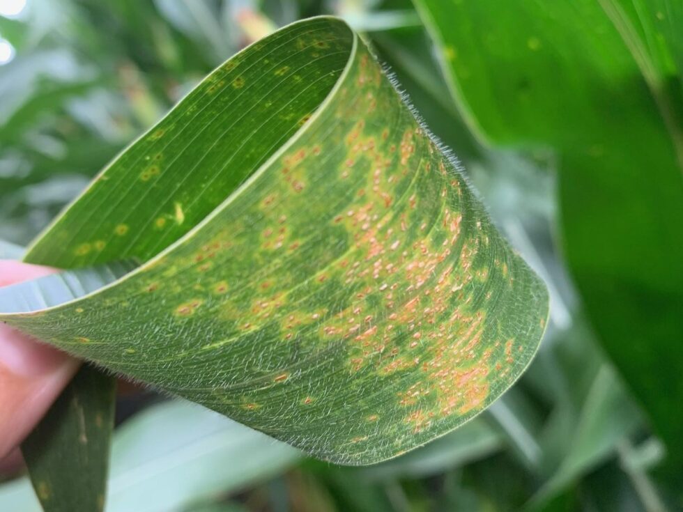 Southern Rust has been detected again in Iowa