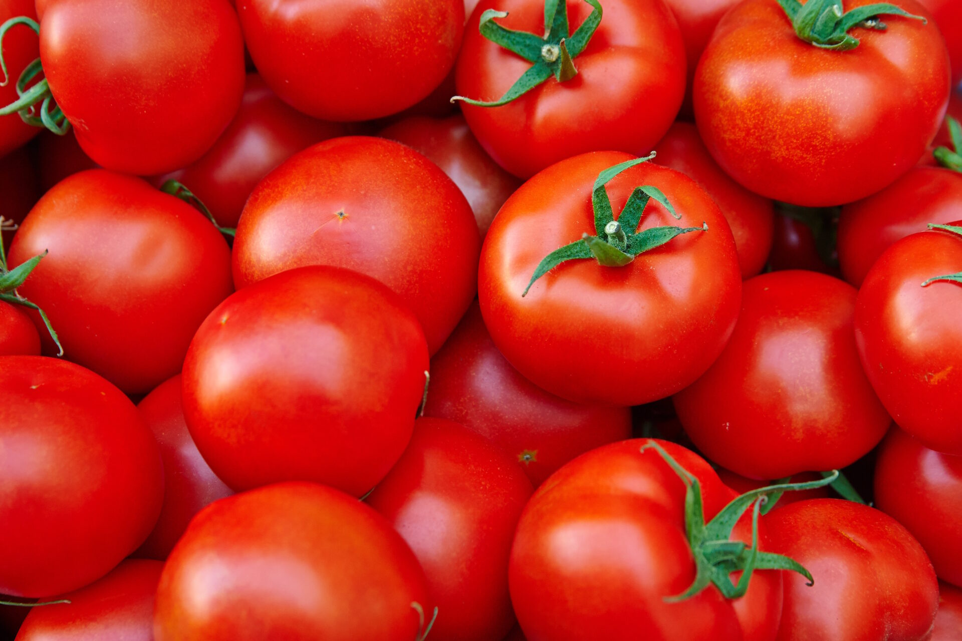 .* Description/Title/Caption: .A pile of tomatoes. Summer tray market agriculture farm full of organic tomatoes. (selective focus).