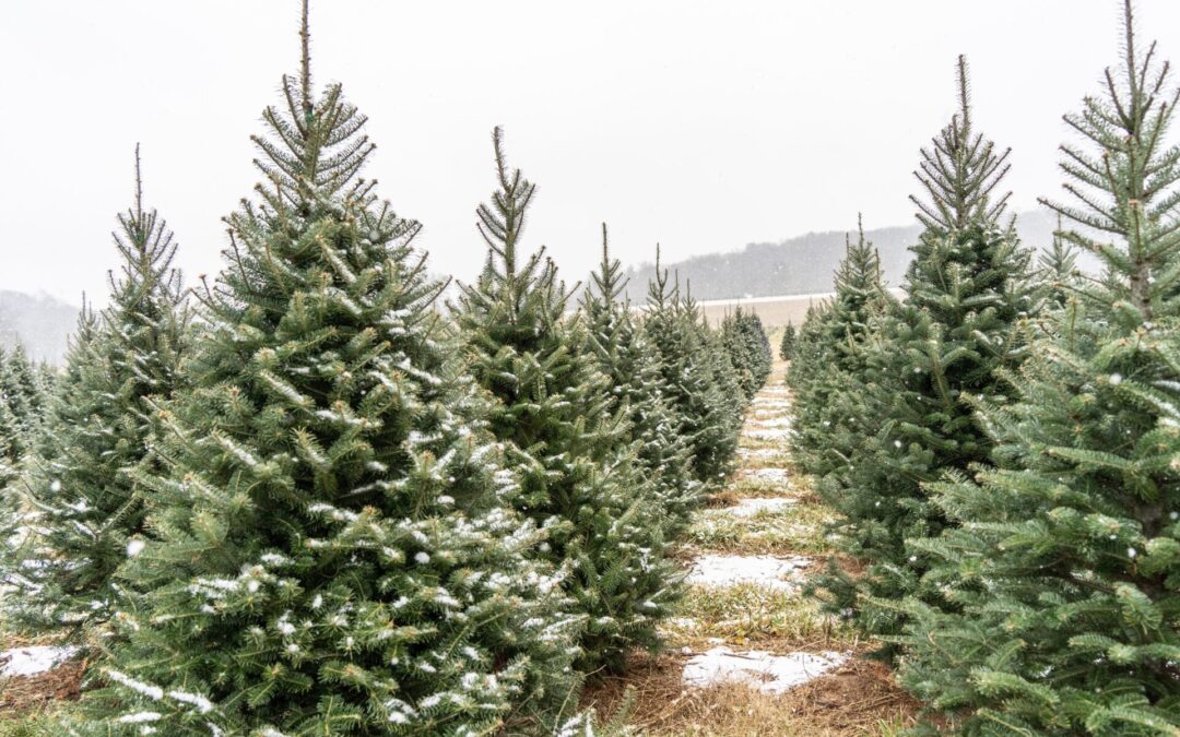 Innovations advancing real Christmas tree popularity