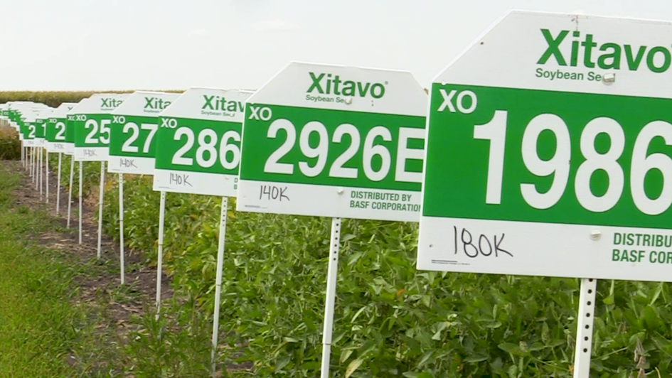 Buying soybeans from a trusted source, designed for local conditions