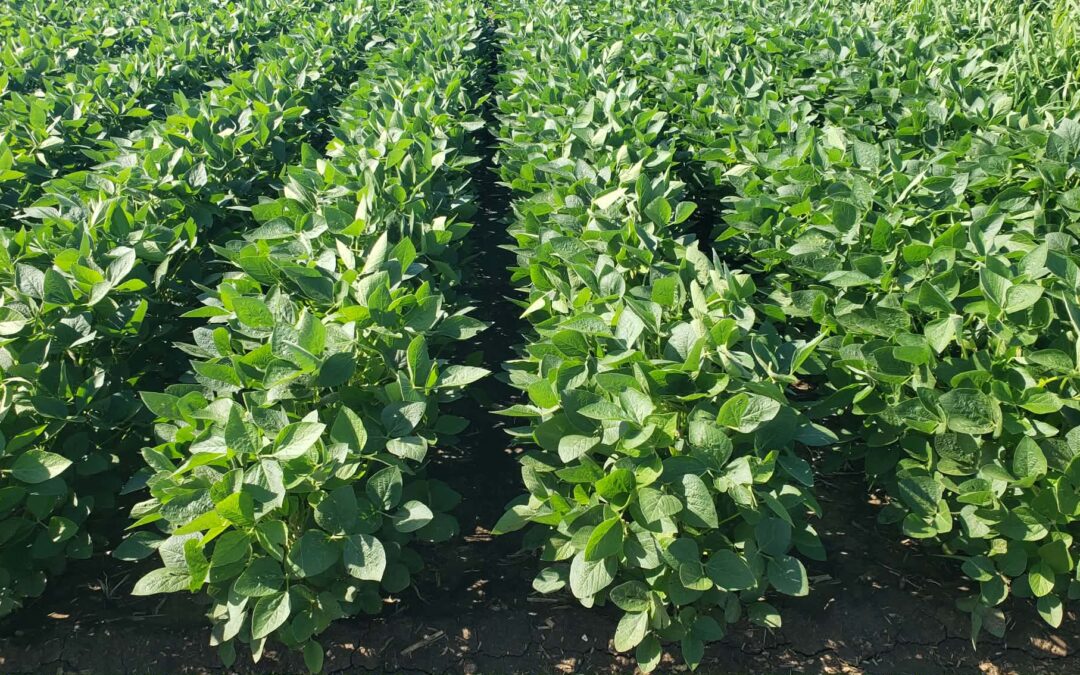 Soybean marketplace remains quiet despite positive export news