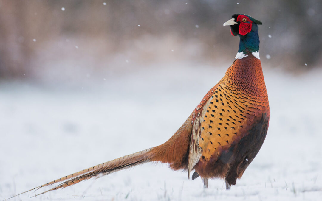 Winter no longer a break as HPAI resurfaces in Iowa