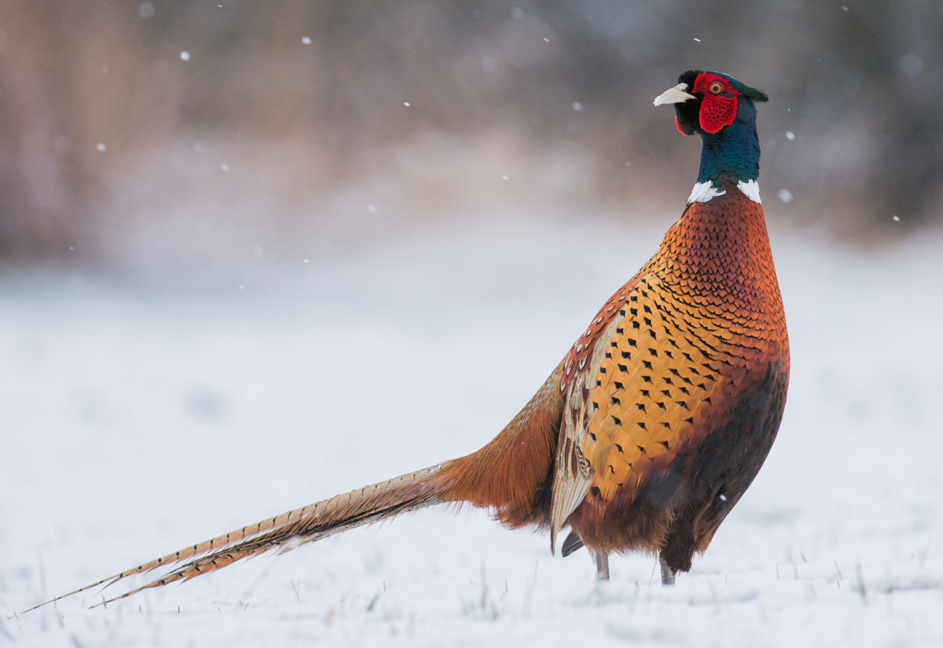 pheasant