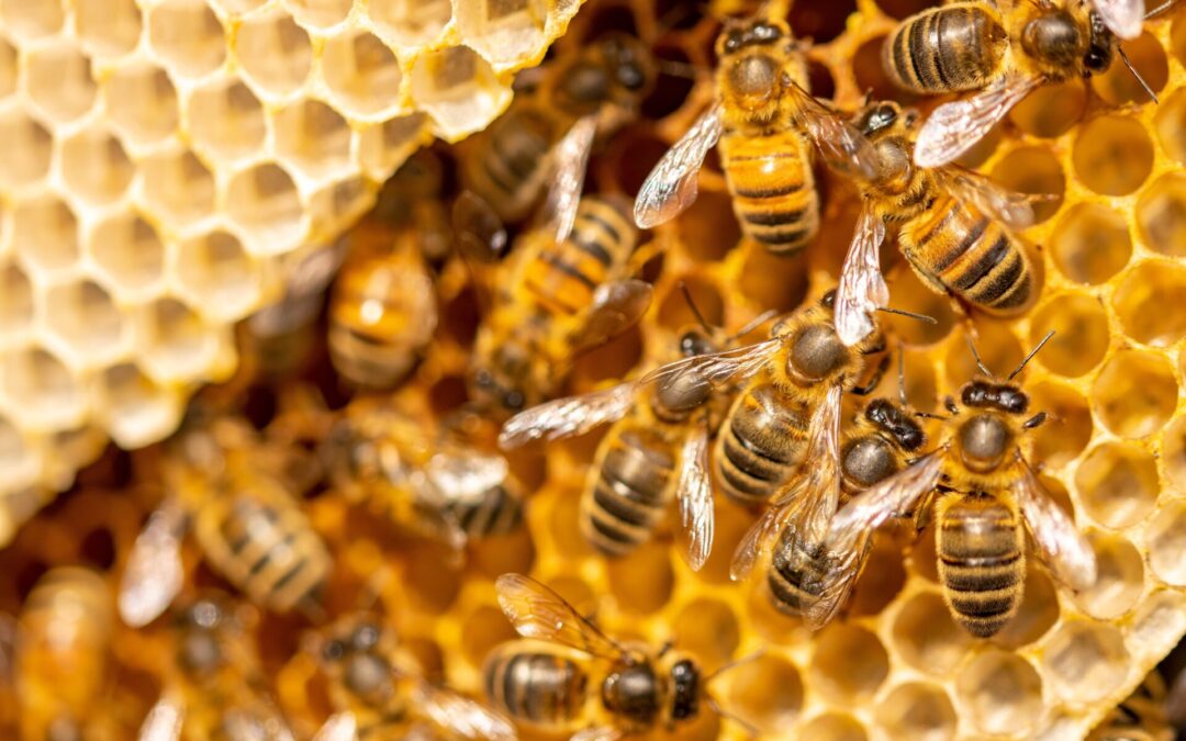 North American Bee Strategy aims to improve honeybee health