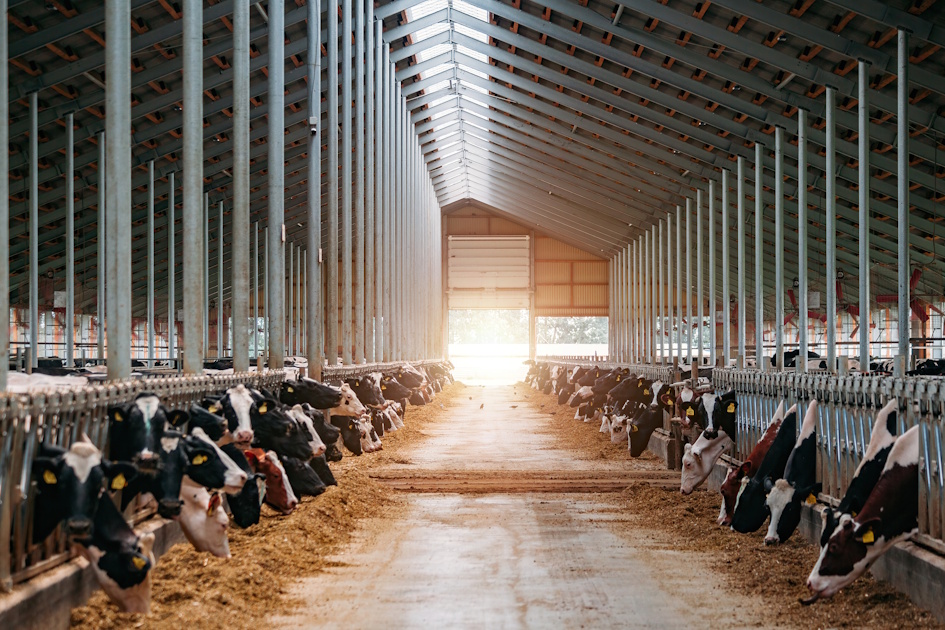 Adoption of precision dairy technologies