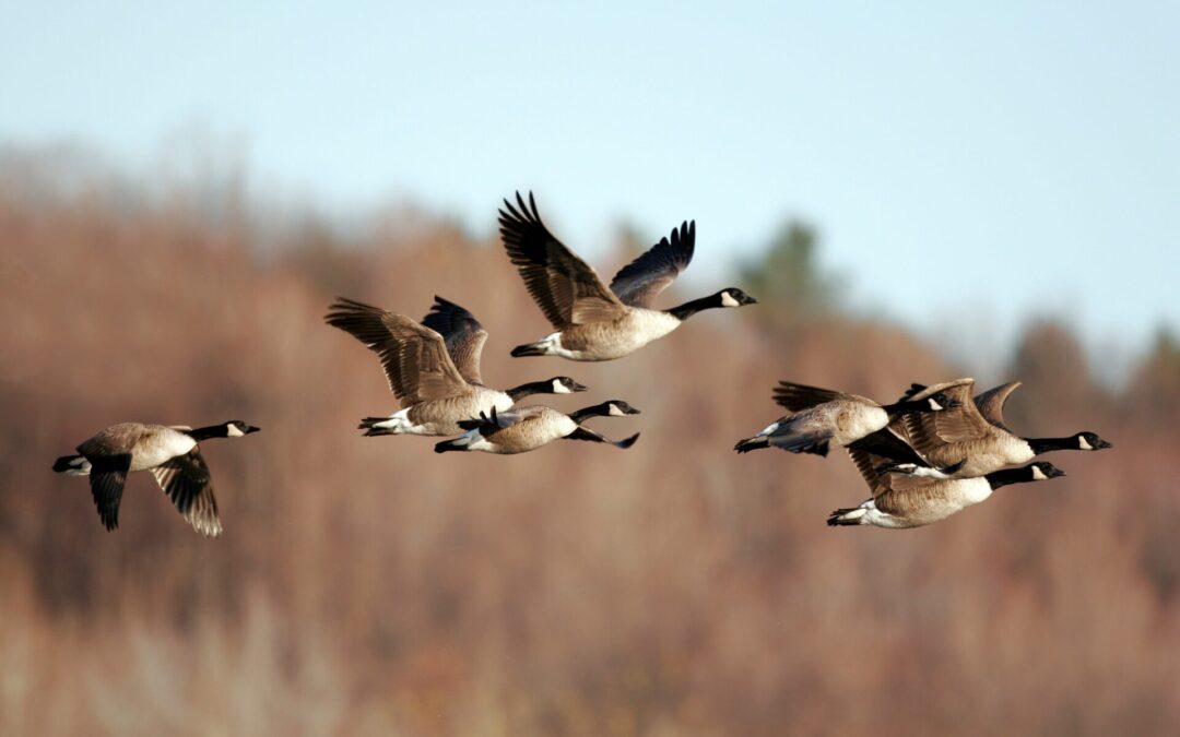 Spring bird migration enhances HPAI threat