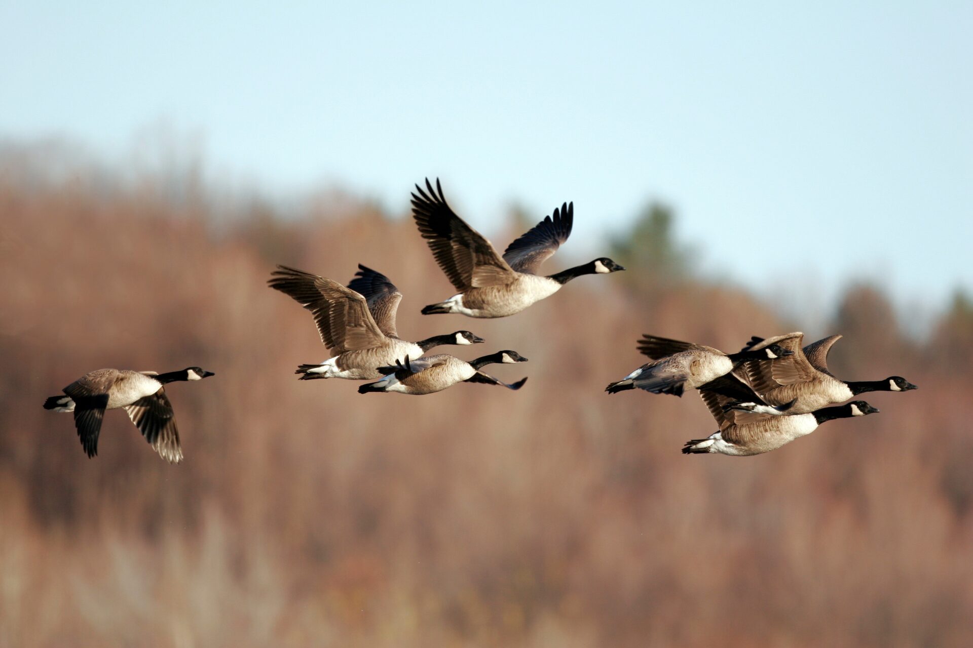 geese-migrating