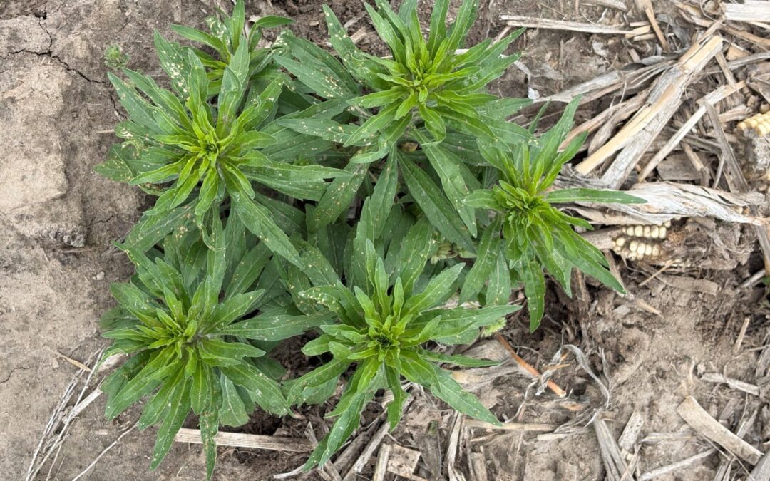 Don’t wait too long to take care of marestail