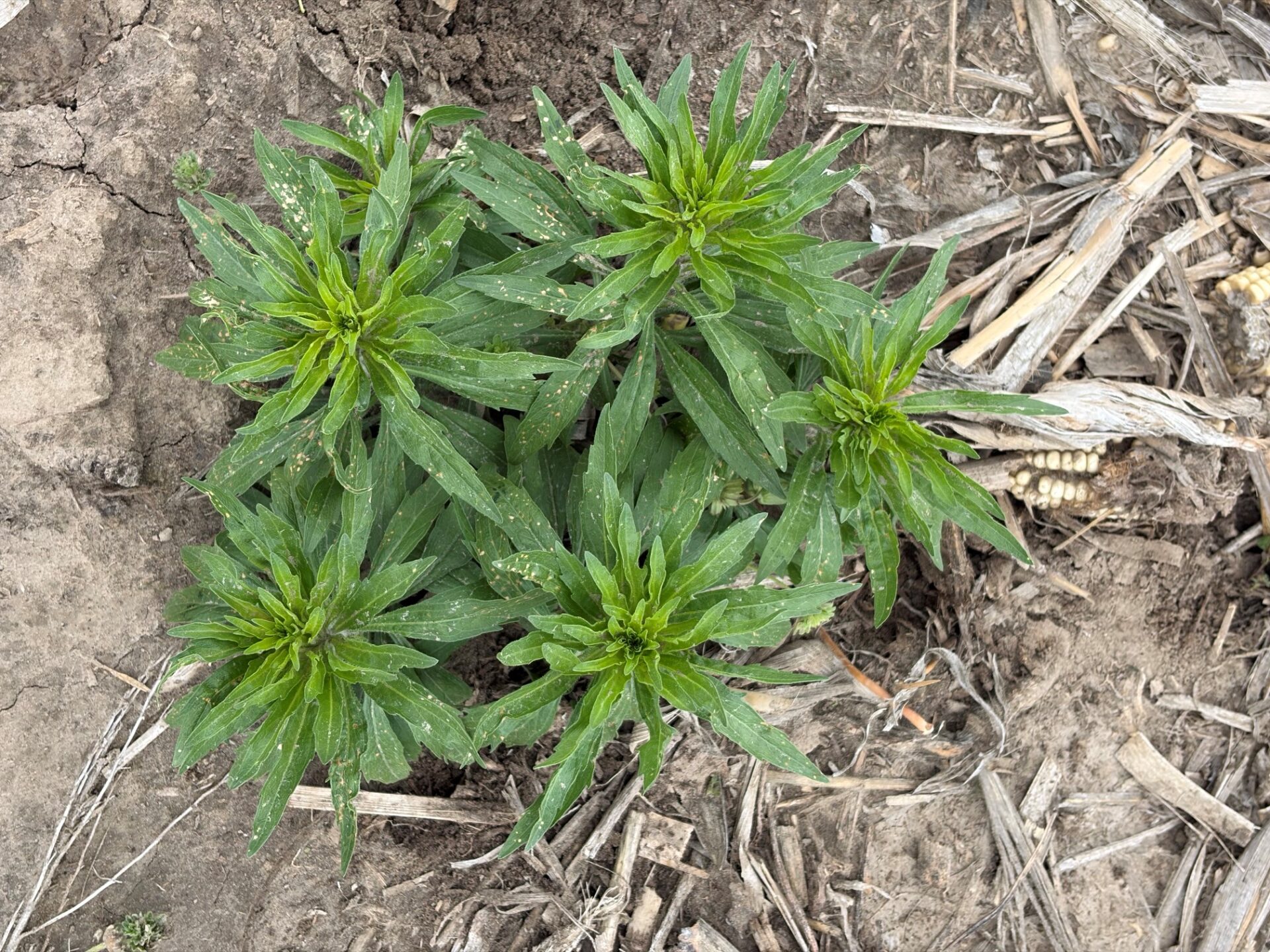 Marestail weed
