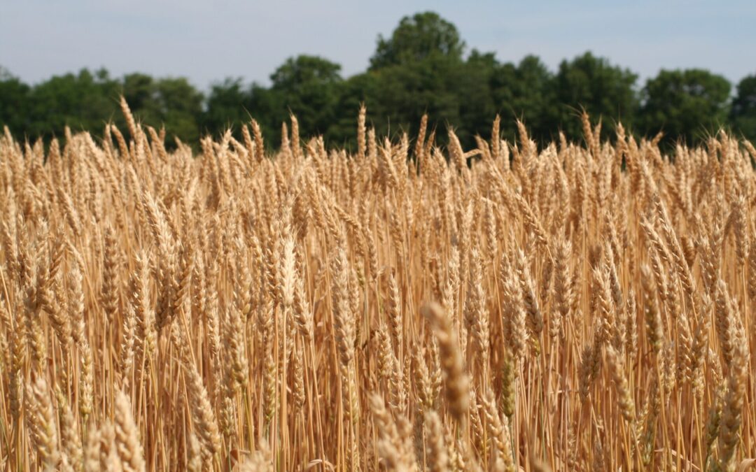 Significant cuts to the U.S. wheat crop defined May’s WASDE report