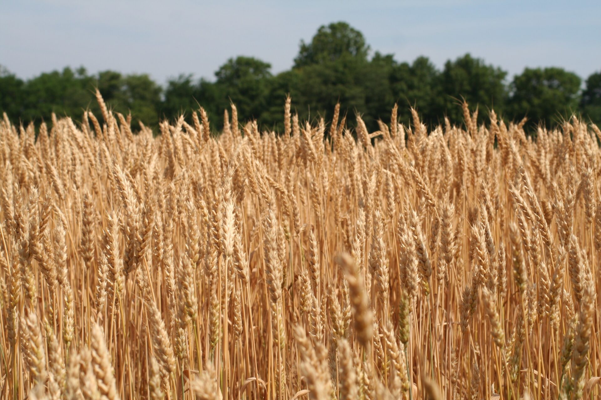 Mature wheat field.