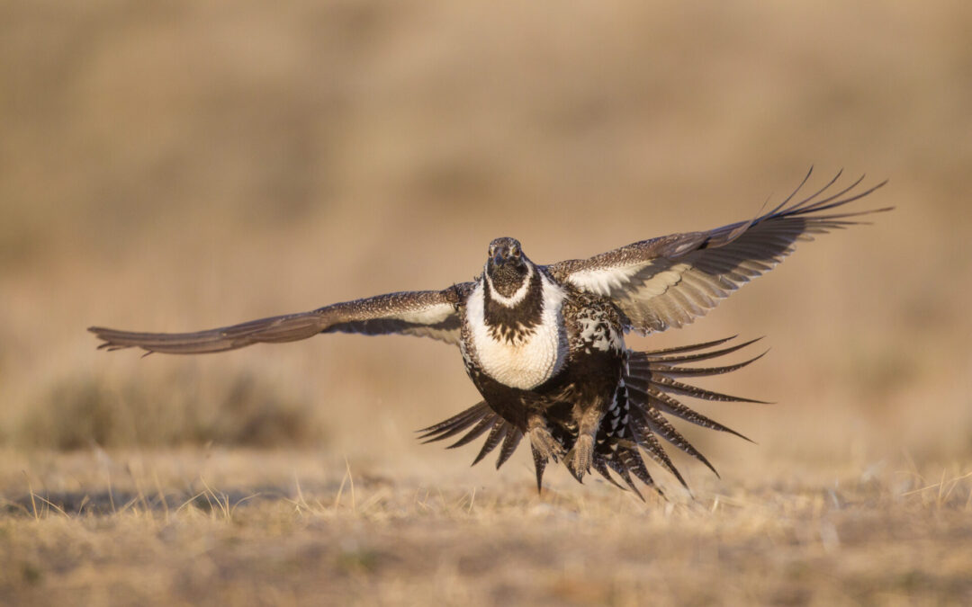 Interior touts grazing’s conservation benefits