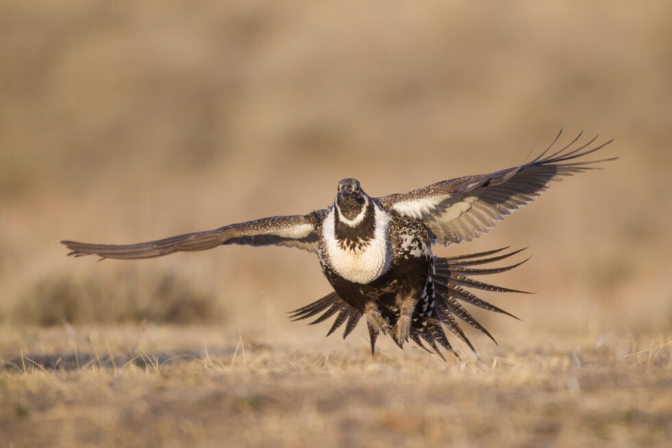 Interior touts grazing's conservation benefits