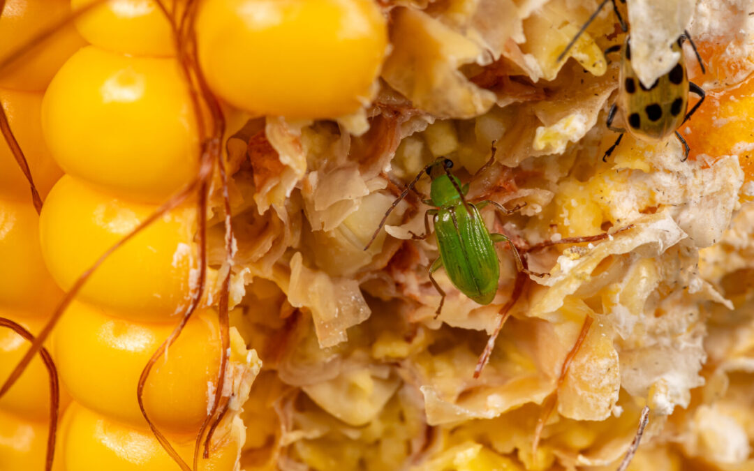Scouting now helps manage future rootworms