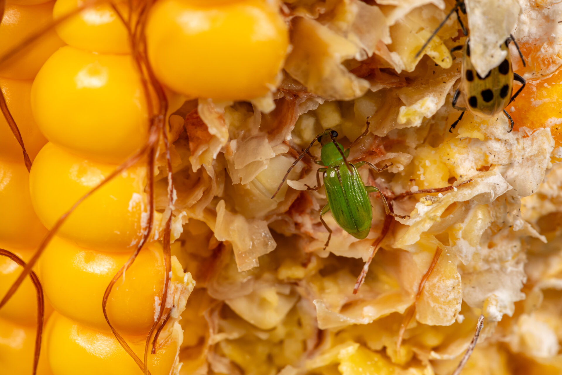 AdobeStock-806102355-Corn-Rootworm