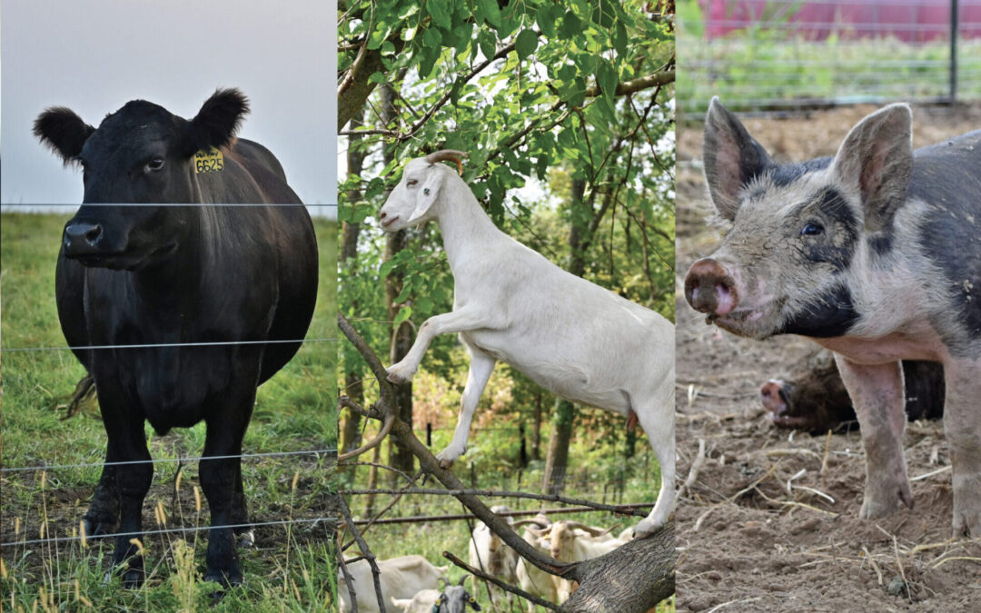 PFI hosts 2nd Annual Midwest Meat Summit