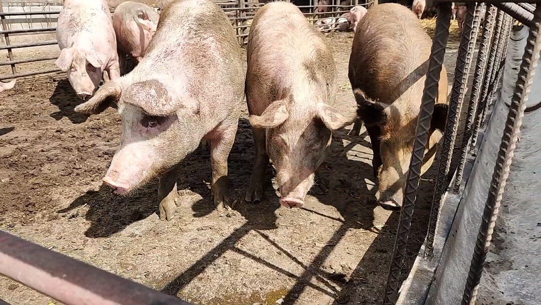 Iowa livestock producers should be tracking NWS cases