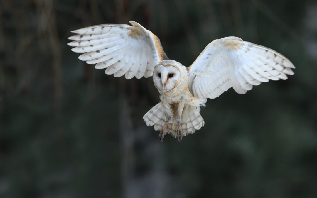 Barn owls take the night shift to protect farms from rodents
