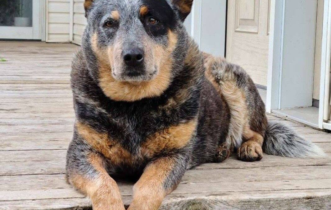 Honoring family farm dogs across the country