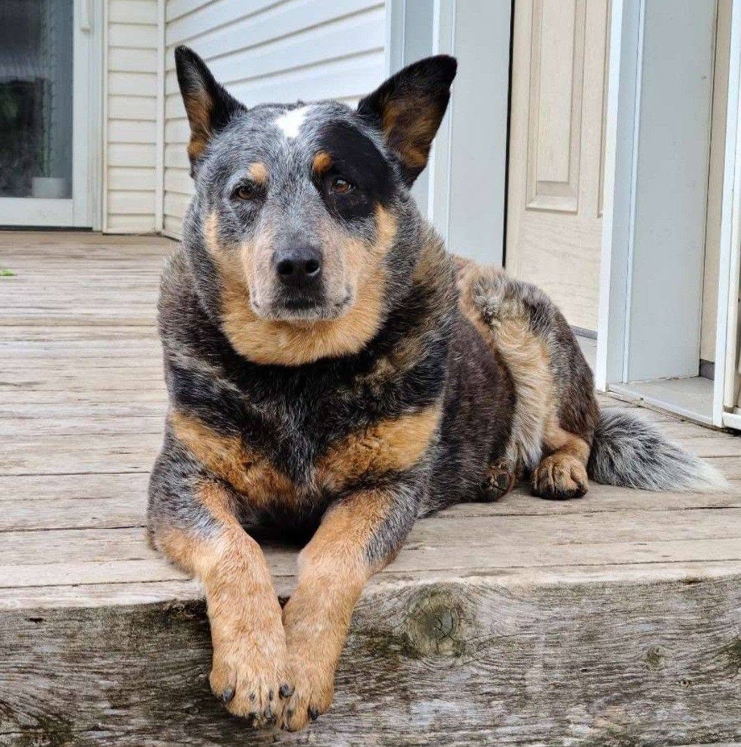 farm-dog-of-the-century
