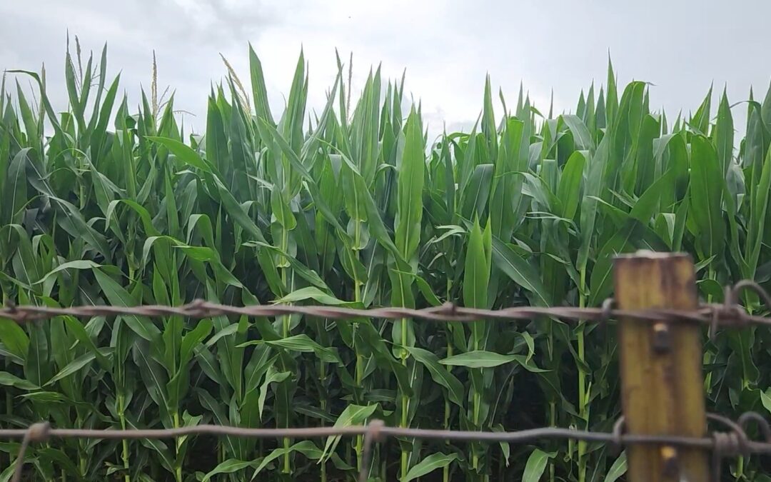 July started with heavy rain but has since dried out
