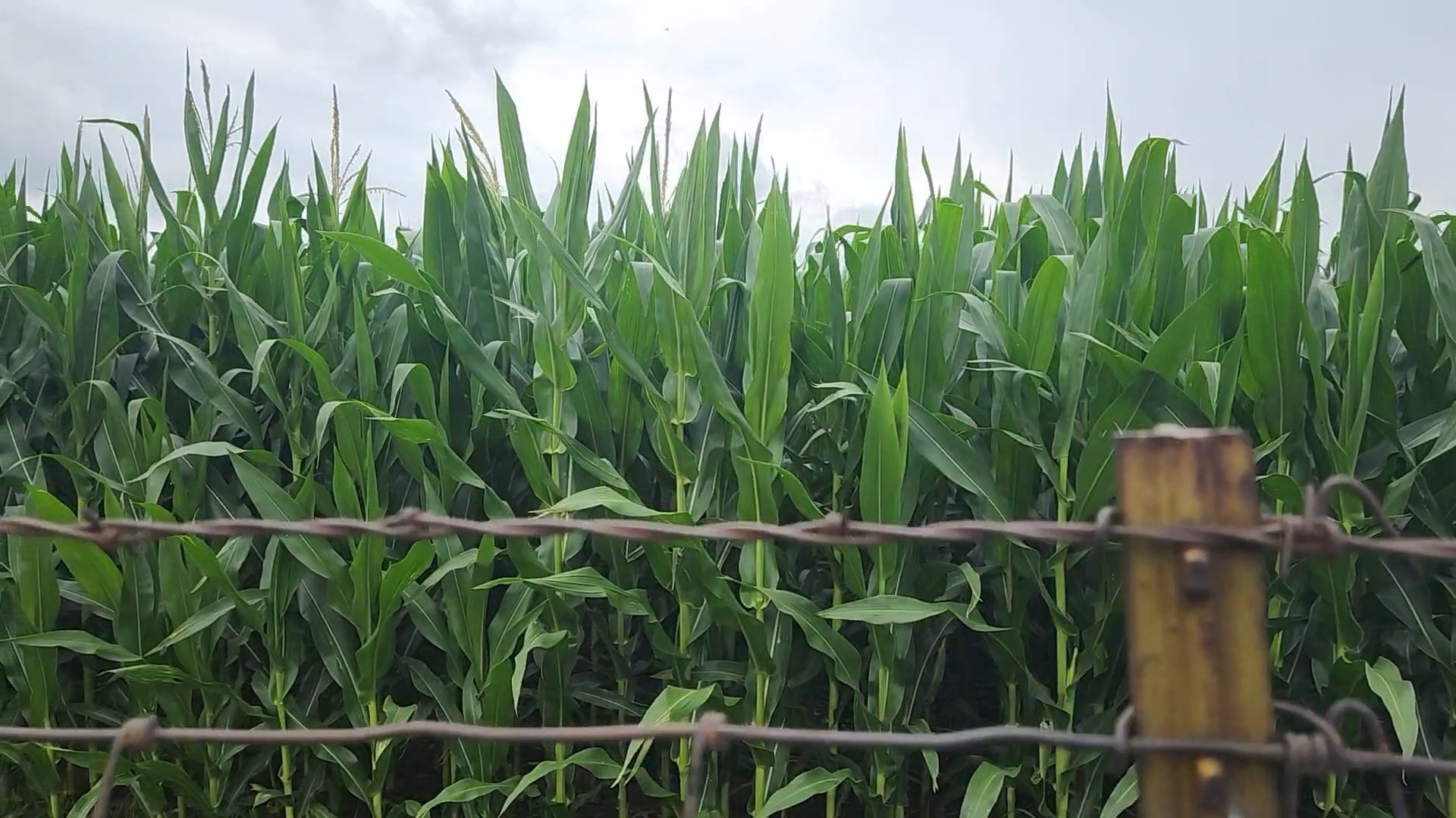 july-2026-corn