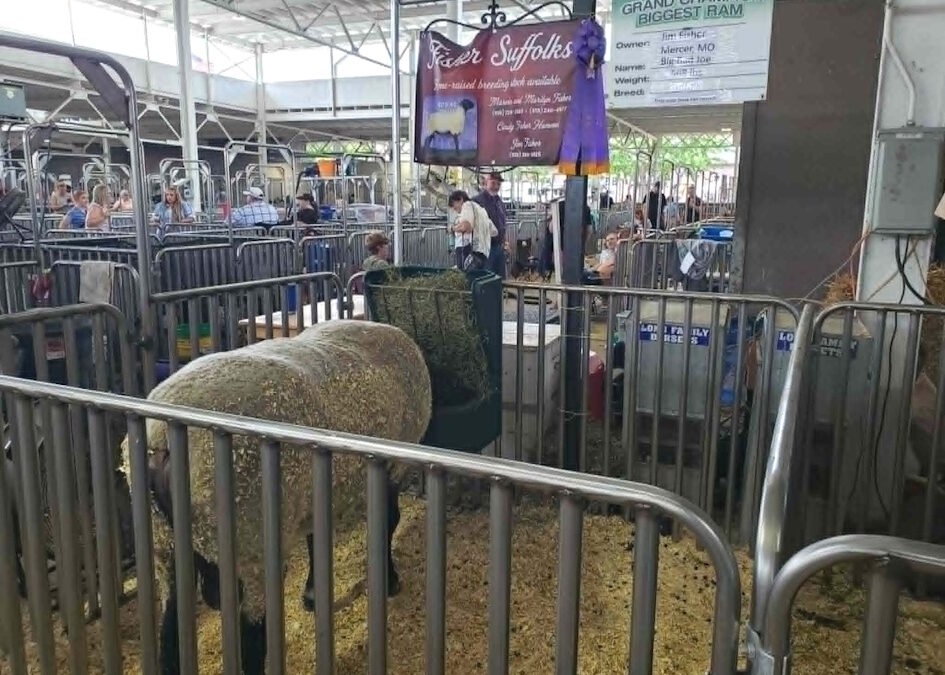 Big Bad Joe shatters previous record to win 2026 ISF Big Ram Competition
