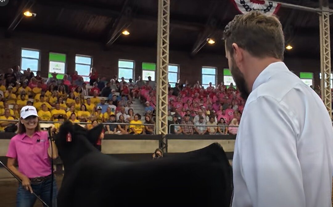 A winning farewell for Reynolds at steer show