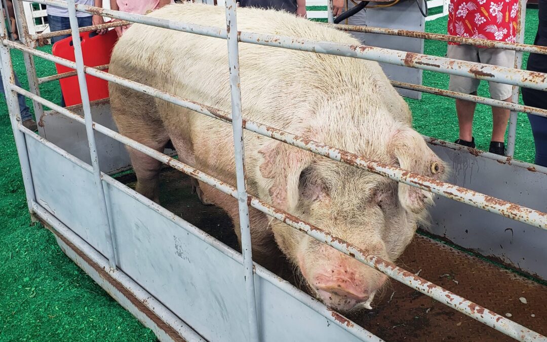 Next-generation Big Boar Zoomer takes top prize at Iowa State Fair