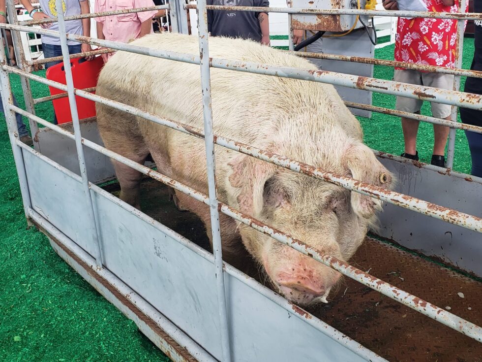 Next-generation Big Boar Zoomer takes top prize at Iowa State Fair