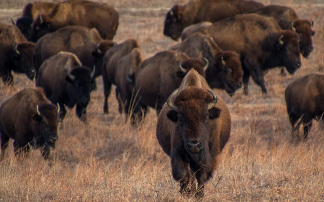 U.S. bison gains duty-free access to European Union