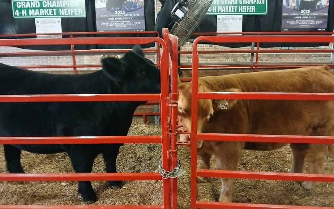 Beef supporters turned crisis into lasting impact