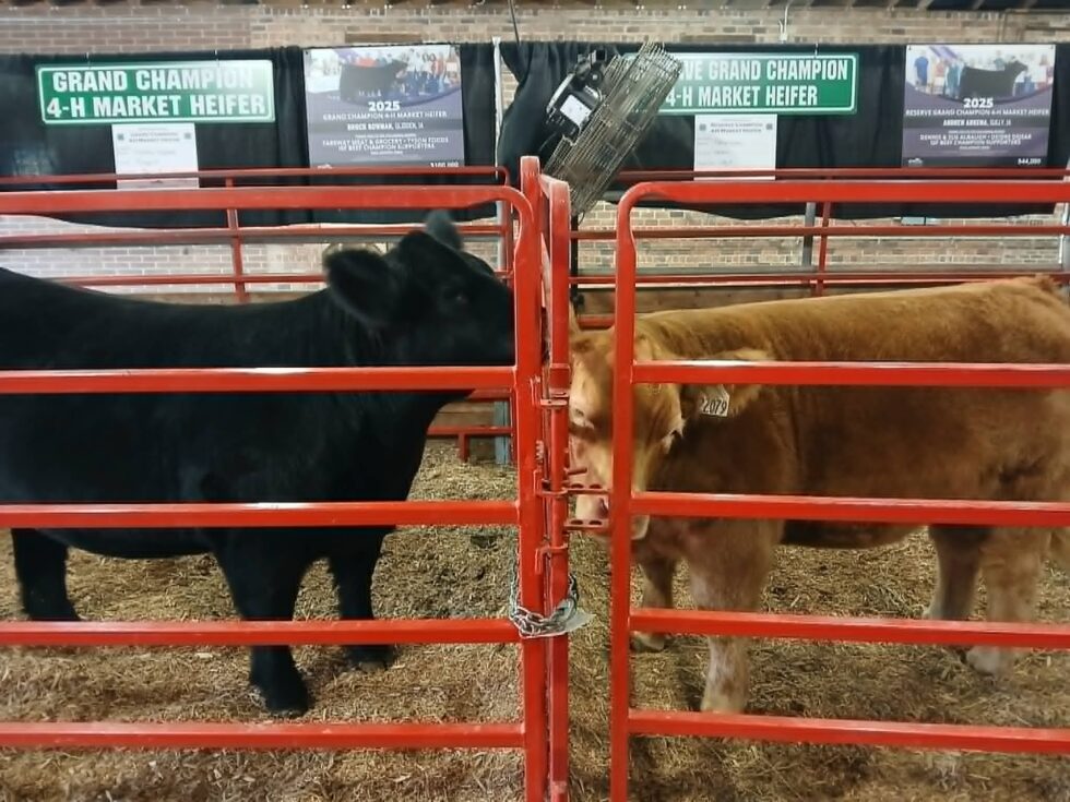Beef supporters turned crisis into lasting impact