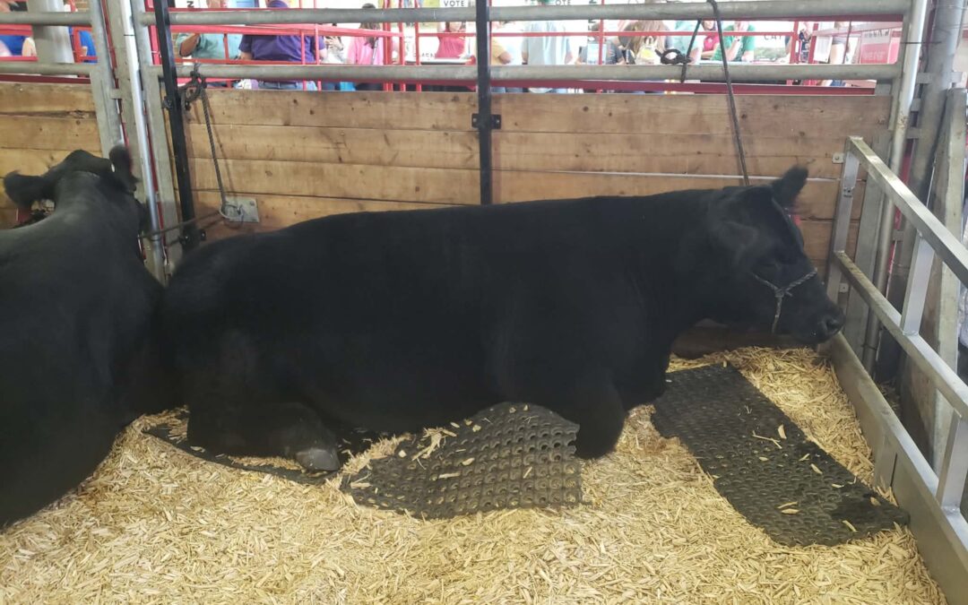 Norm ready to take the big stage at 2026 Governor’s Charity Steer Show