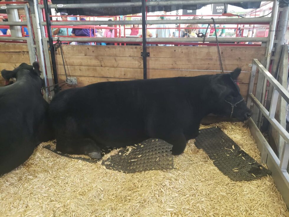 Norm ready to take the big stage at 2026 Governor's Charity Steer Show