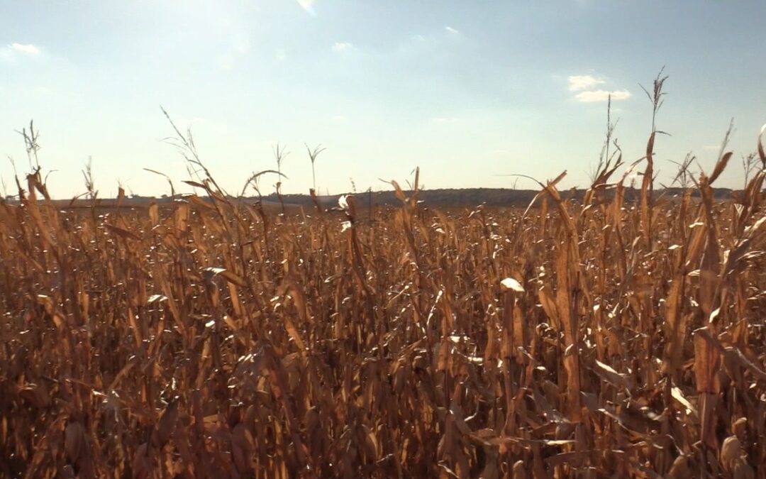 NASS reports corn ending stocks 35% higher than last year