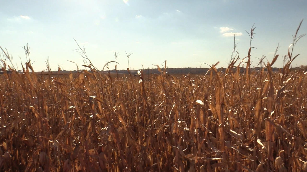 dry-corn-2