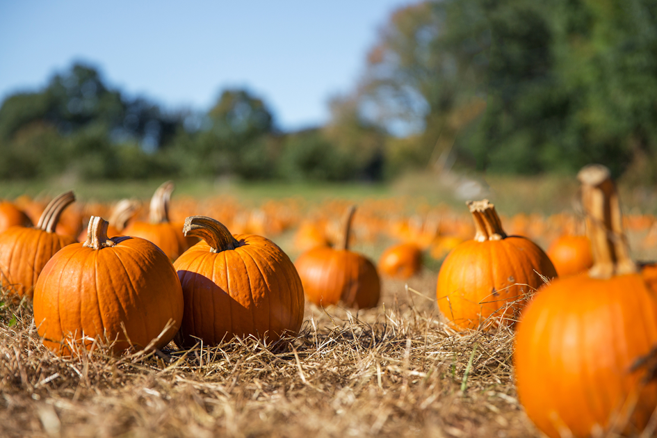 AdobeStock-229228930