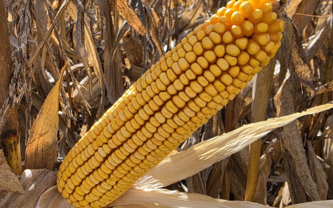 Strong winds could damage weakened Iowa crops