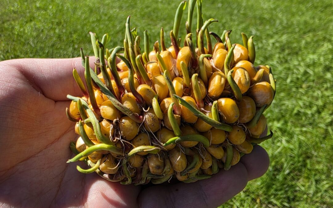 Historically wet September caused sprouting in Iowa fields