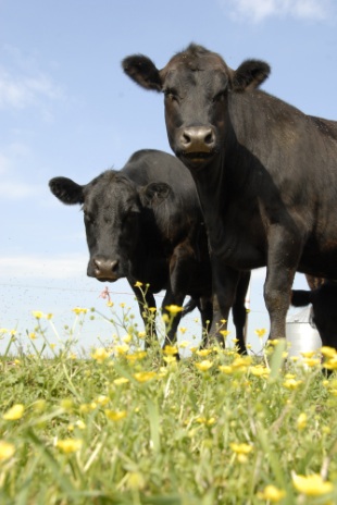 Purdue Extension Launches Virtual Program for Beef Producers - Vimarsana News