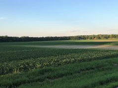 AFBF Market Intel Report: Production Costs Outpacing Commodity Prices