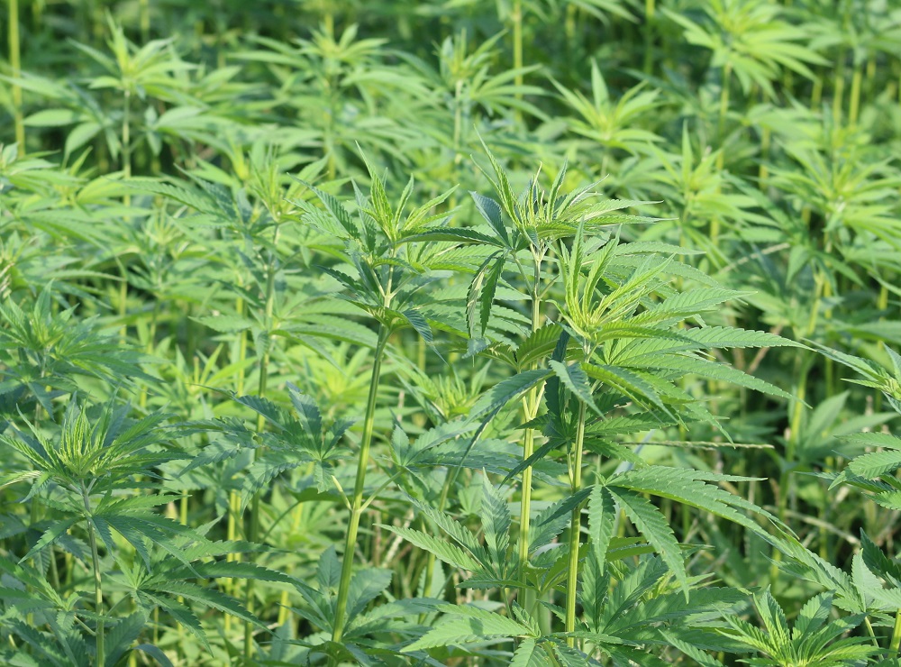 'Buyer Beware!' of Untrustworthy Hemp Seed Suppliers - Vimarsana News
